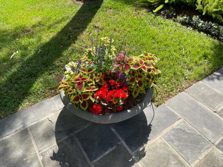 A bed of red seasonal flowers beneath a mature tree